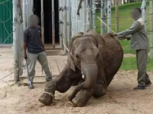 国产大象老人视频吧