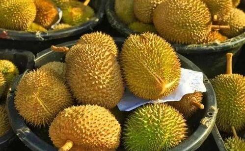 国产榴莲开始出产了吗视频,本土种植新篇章开启