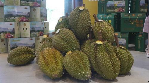 国产榴莲开始出产了吗视频,本土种植新篇章开启